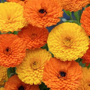  ᵉԁiJfjd  1܁y^LCczH܂