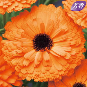  ᵉԁiJfj₵ܐc 1܁y^LCczH܂