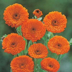  ᵉԁiJfj 1܁y^LCczH܂