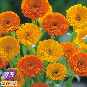  ᵉԁiJfjX^[ 1܁y^LCczH܂