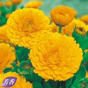  ᵉԁiJfjS[hX^[ 1܁y^LCczH܂