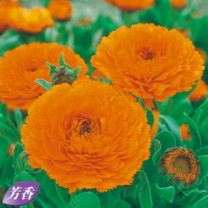 種 金盞花(カレンデュラ)オレンジスター 1袋【タキイ種苗公式】秋まき