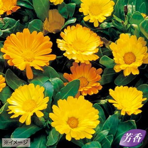 種 金盞花・デイジー フィールドグロウンミックス(旧名:デイジー フォーミュラ ミックス) 1袋【タキイ種苗公式】秋まき