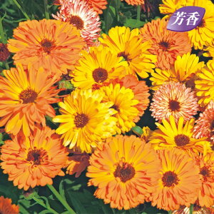  ᵉԁiJfj^b`Iubh  1܁y^LCczH܂