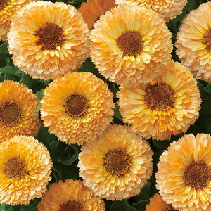  ᵉԁiJfjsNTvCY 1܁y^LCczH܂