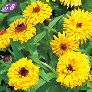  ᵉԁiJfjuYAC 1܁y^LCczH܂