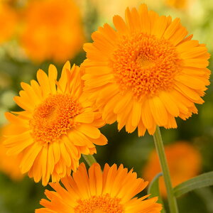  ᵉԁiJfjLObg IW 1܁y^LCczH܂