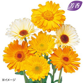 楽天市場 ガーベラ 苗 種子 ガーデニング 農業 花 ガーデン Diyの通販