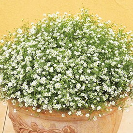 楽天市場 かすみ草 鉢植えの通販