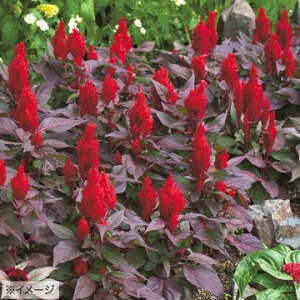 �� �{���i�Z���V�A) �X�}�[�g���b�N���b�h 1�܁y�^�L�C��c�����z�t�܂�