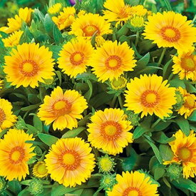 楽天市場 ガイラ ルディア 花の通販