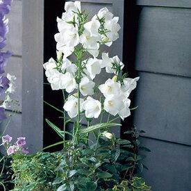 楽天市場 カンパニュラ 鉢植えの通販