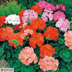  [j[ zC]~bNX 1܁y^LCczt܂