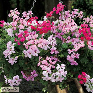  [j[ T}[^C~bNX 1܁y^LCczt܂