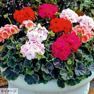  [j[ uYAC~bNX 1܁y^LCczt܂