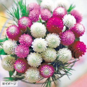  g tFA[~bNX 1܁y^LCczt܂