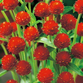 種 千日紅 ストロベリーフィールズ 1袋【タキイ種苗公式】春まき