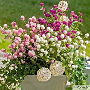  g XxKX~bNX 1܁y^LCczt܂