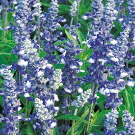 種 サルビア ファリナセアフェアリークイーン 1袋【タキイ種苗公式】春まき