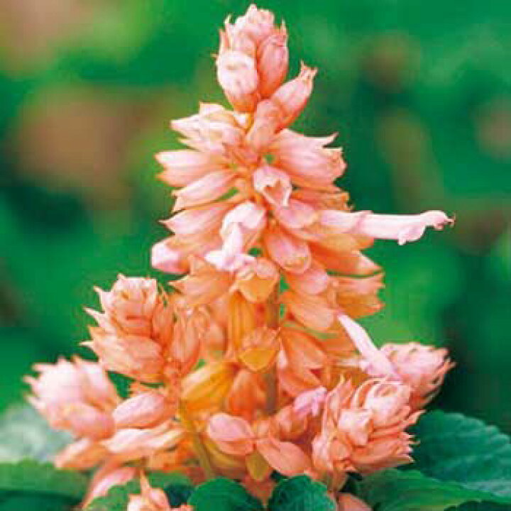 84%OFF!】 種 花たね マトリカリア ダブルイエロー 1袋 40粒 タキイ種苗 草花 種子 コレオプシス・ダブル ザ サン