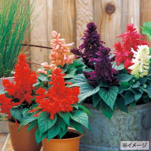  TrA tR~bNX 1܁y^LCczt܂