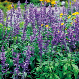 種 サルビア ファリナセア ビクトリアブルー 1袋【タキイ種苗公式】春まき