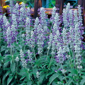 種 サルビア ファリナセアストラータ 1袋【タキイ種苗公式】春まき