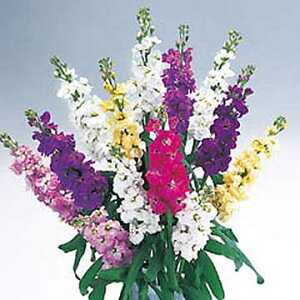  p ؉ԌXgbN Jt~bNX 1܁y^LCczH܂