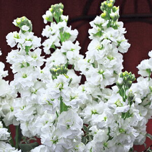  XgbN N[YzCg 1܁y^LCczH܂