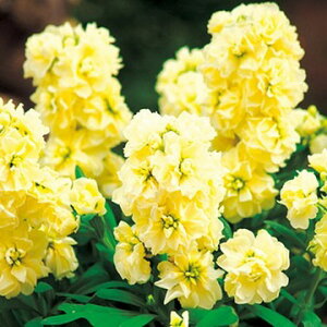  XgbN LX~[ CG[ 1܁y^LCczH܂