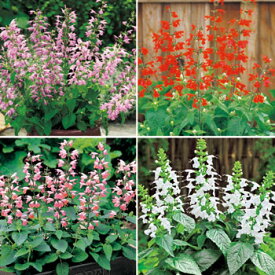 楽天市場 サルビア 白の通販