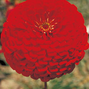  WjAiSj_AXJ[bgt[ 1܁y^LCczt܂