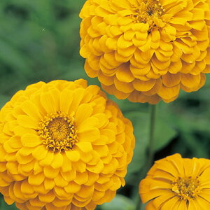  WjAiSj_AJi[o[h 1܁y^LCczt܂