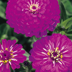  WjAiSj_Ah[ 1܁y^LCczt܂