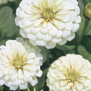  WjAiSj_A|[xA 1܁y^LCczt܂