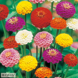  WjAiSjT{E 1܁y^LCczt܂