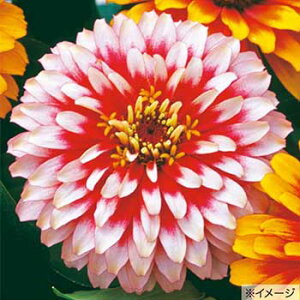  WjAiSjF1XBY`F[AC{[ 1܁y^LCczt܂