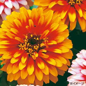  WjAiSjF1XBYXJ[bgCG[ 1܁y^LCczt܂