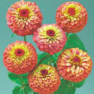  WjAiSjNC[bhC 1܁y^LCczt܂