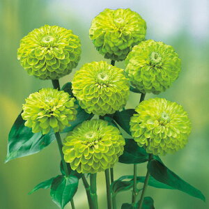  WjAiSjWCAgC 1܁y^LCczt܂