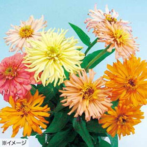  WjAiSjZj[WCAg~bNX 1܁y^LCczt܂