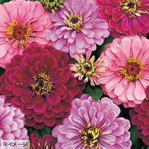  WjAiSjA[gfR 1܁y^LCczt܂