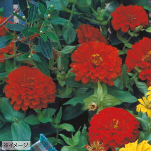  WjAiSjF1h[hXJ[bg 1܁y^LCczt܂