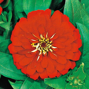 ジニア 種の人気商品 通販 価格比較 価格 Com