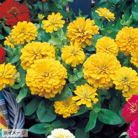 種 ジニア（百日草）F1ドリームランドイエロー 1袋【タキイ種苗公式】春まき