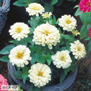  WjAiSjF1h[hAC{[ 1܁y^LCczt܂