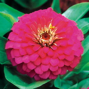 ジニア 苗 種の人気商品 通販 価格比較 価格 Com