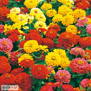 ジニア 苗 種の人気商品 通販 価格比較 価格 Com