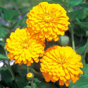  WjAiSjF1S[hT 1܁y^LCczt܂