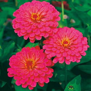  WjAiSjF1`F[T 1܁y^LCczt܂